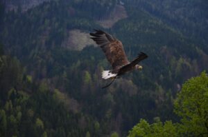 bird bird of prey adler raptor